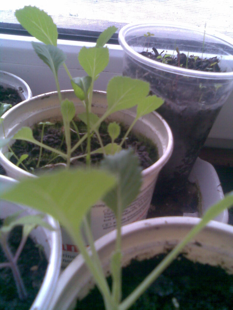 Капуста (Brassica oleracea) — внешний вид растения