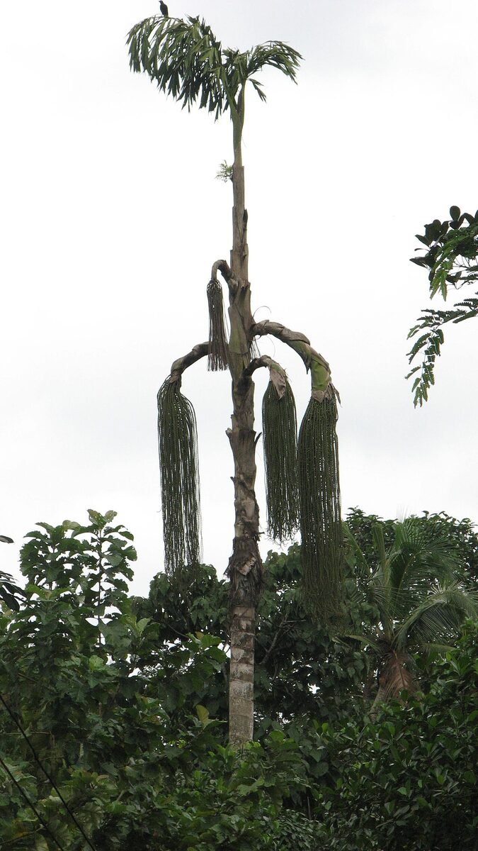 Кариота (Caryota) — внешний вид растения