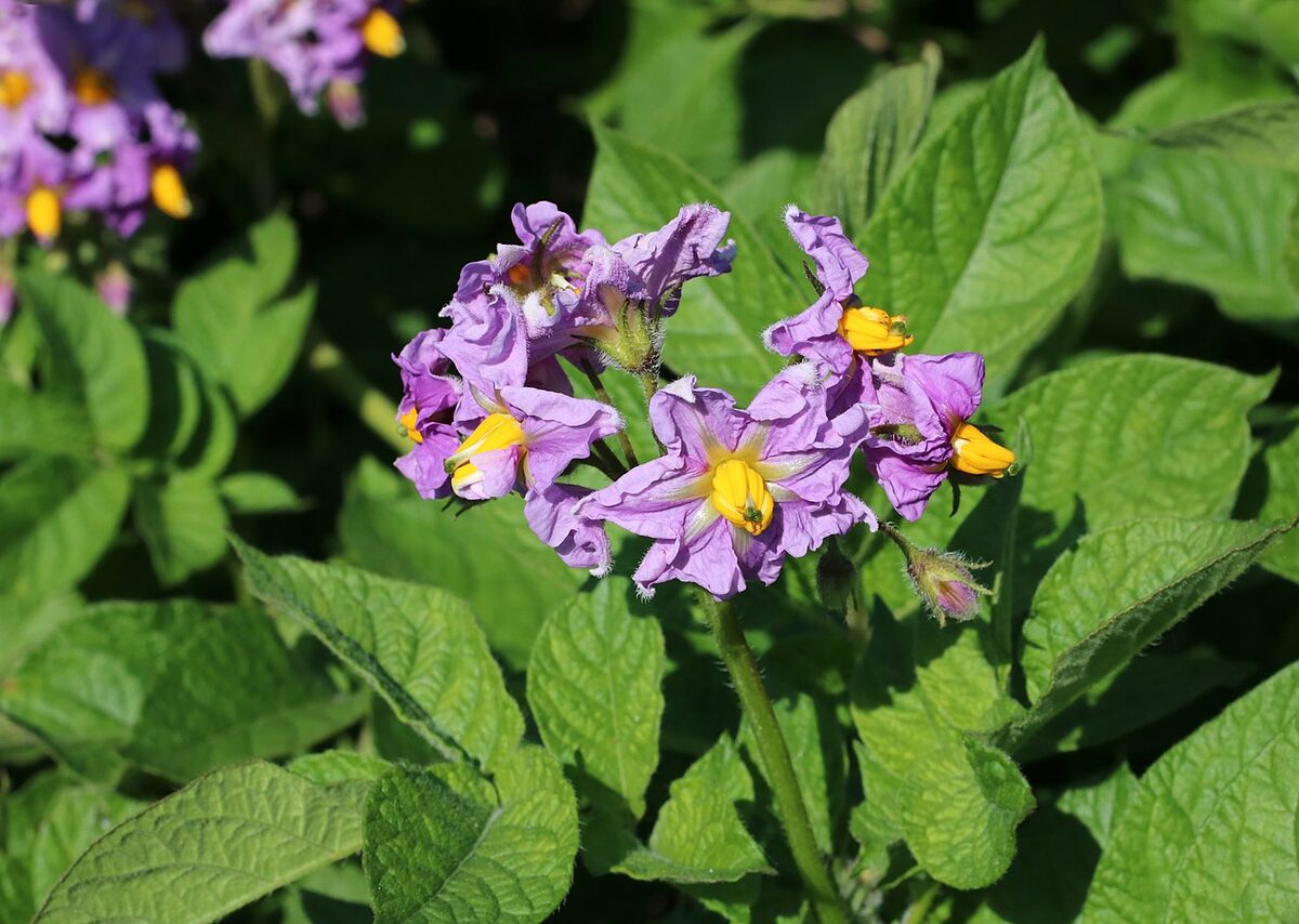 Картофель (Solanum tuberosum) — внешний вид растения