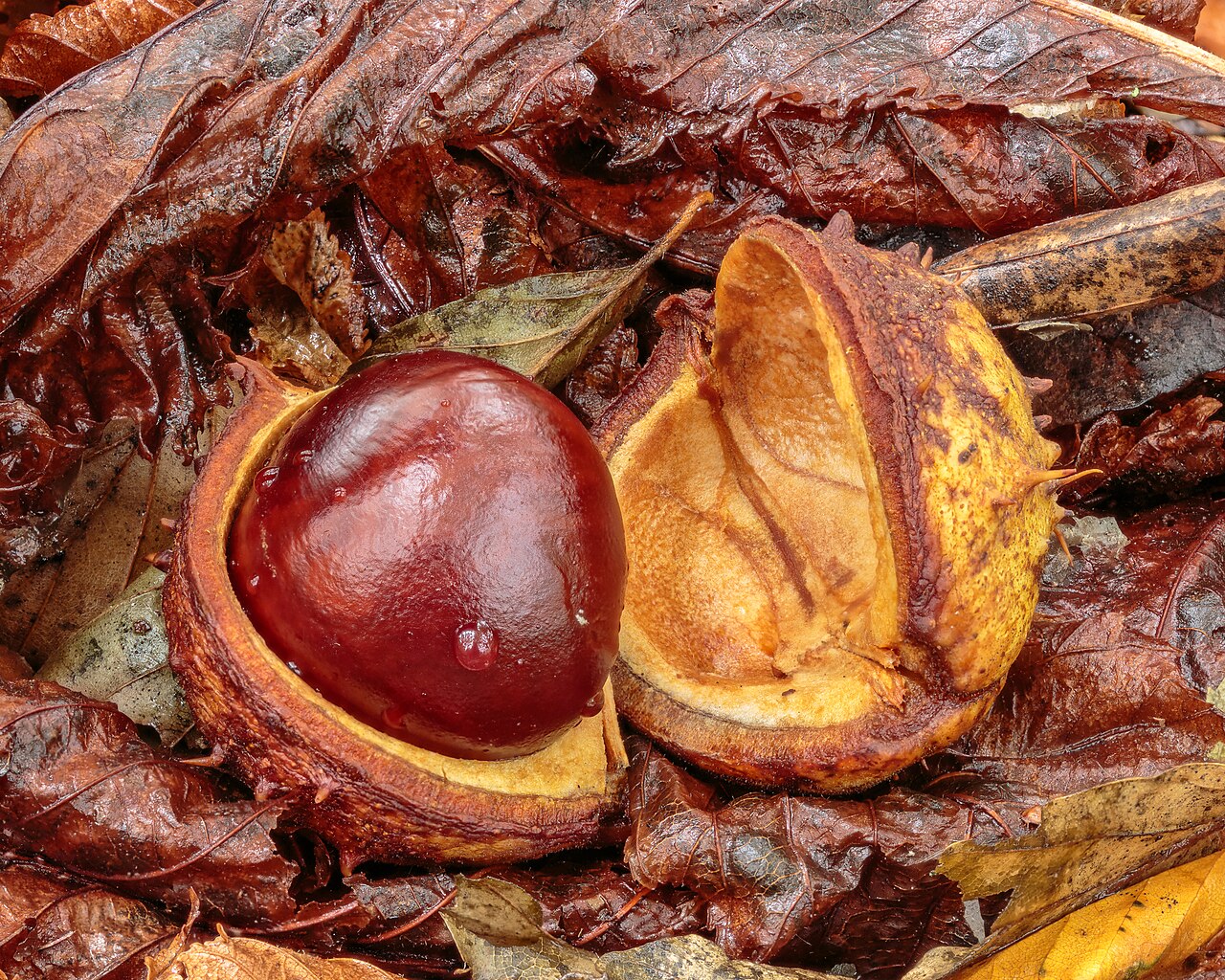 Каштан конский (Aesculus hippocastanum) — внешний вид растения