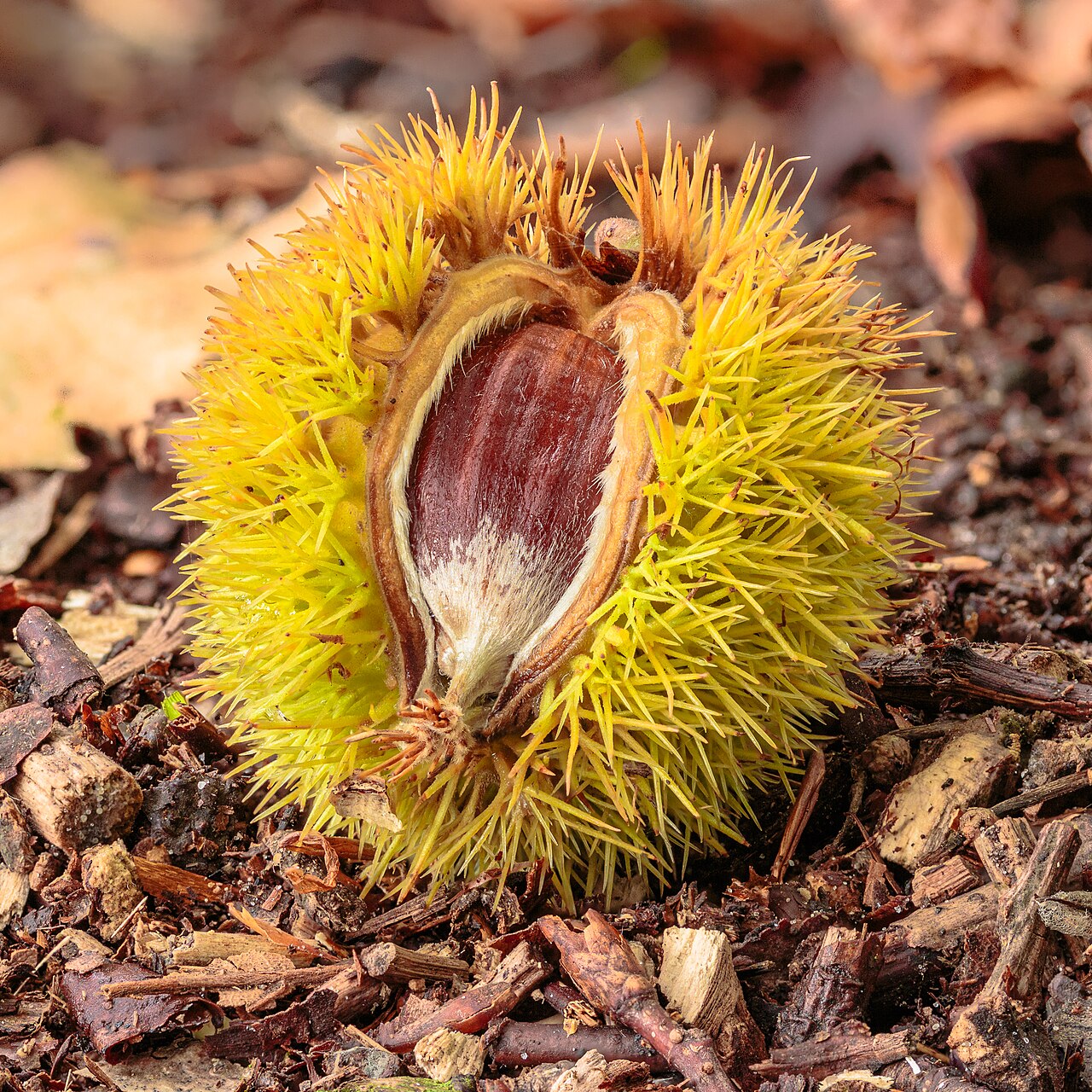 Каштан посевной (Castanea sativa) — внешний вид растения
