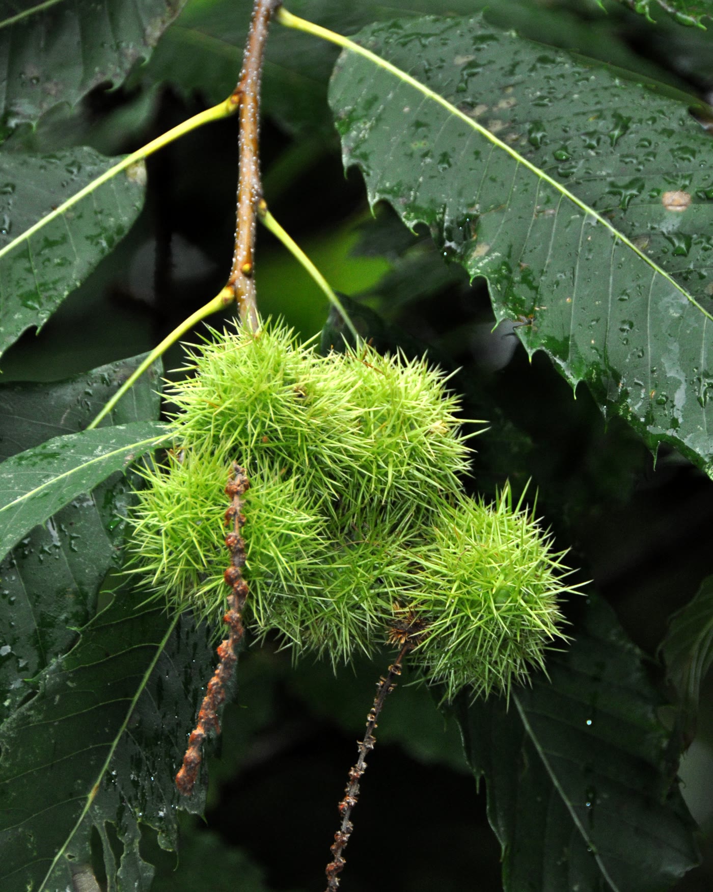 Каштан посевной (Castanea sativa) — орехи в шипастой зелёной плюске среди ланцетных зубчатых листьев