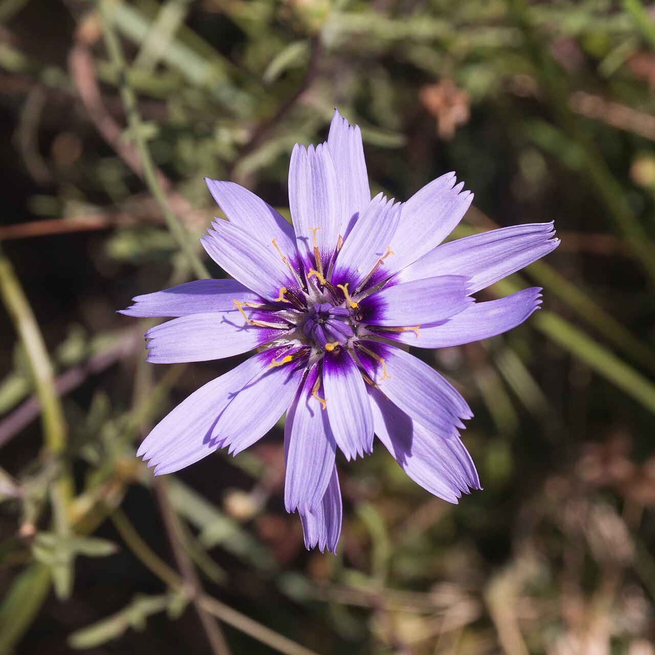 Катананхе (Catananche caerulea) — внешний вид растения