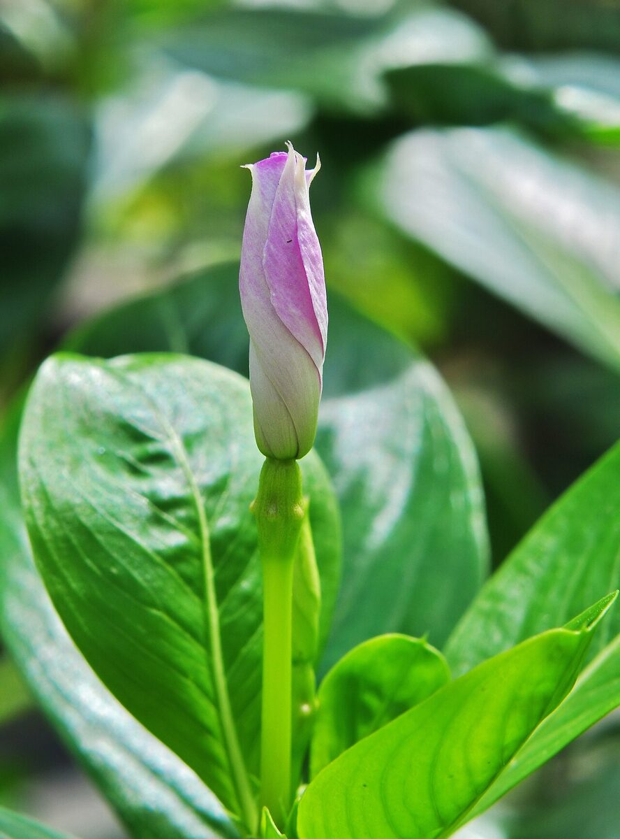 Катарантус (Catharanthus roseus) — внешний вид растения