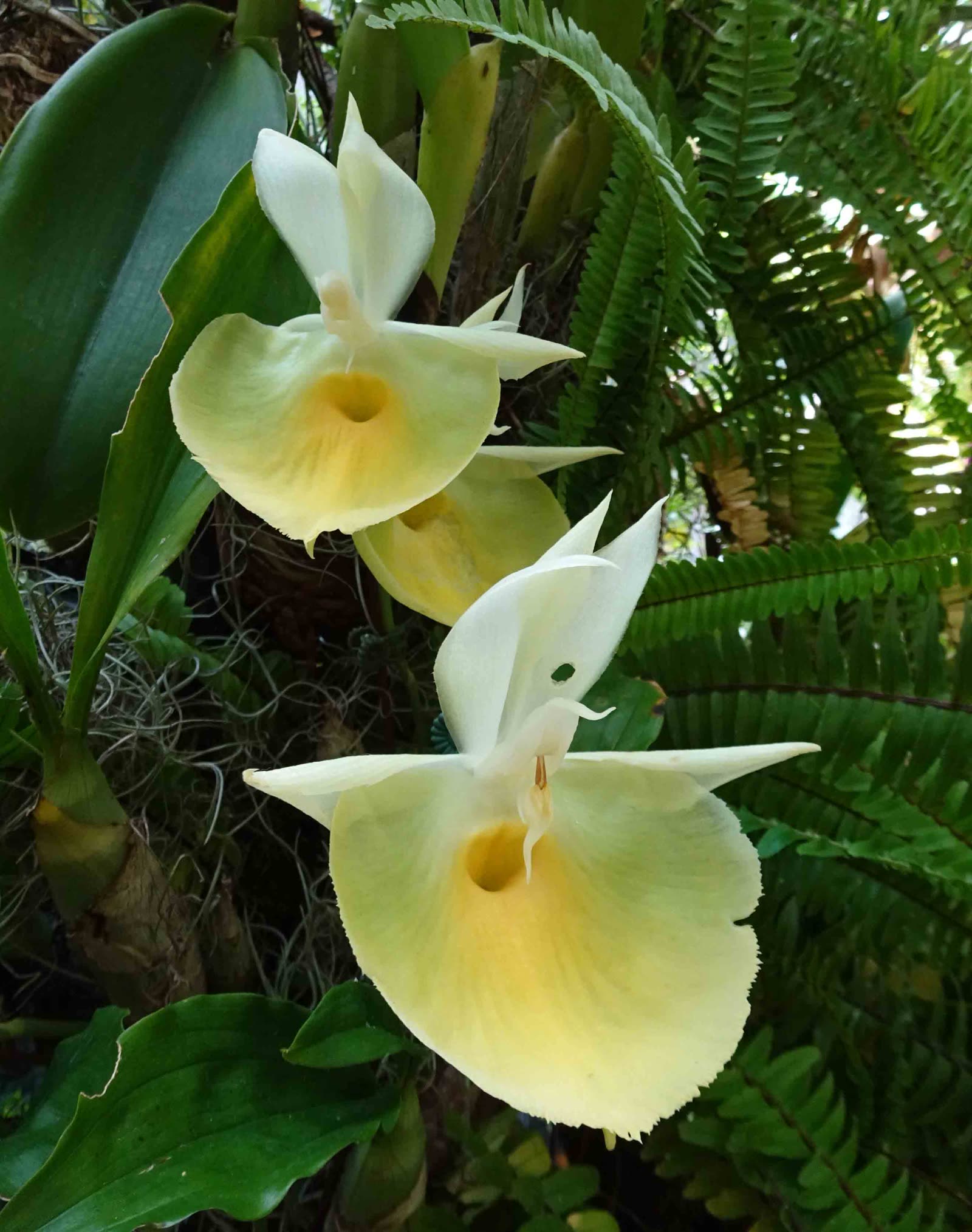 Катасетум шлемовидный (Catasetum pileatum) — псевдобульбы и характерные цветки с механизмом выстрела пыльцы