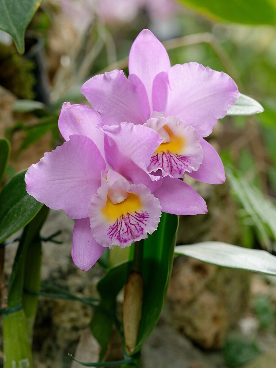 Каттлея (Cattleya) — внешний вид растения