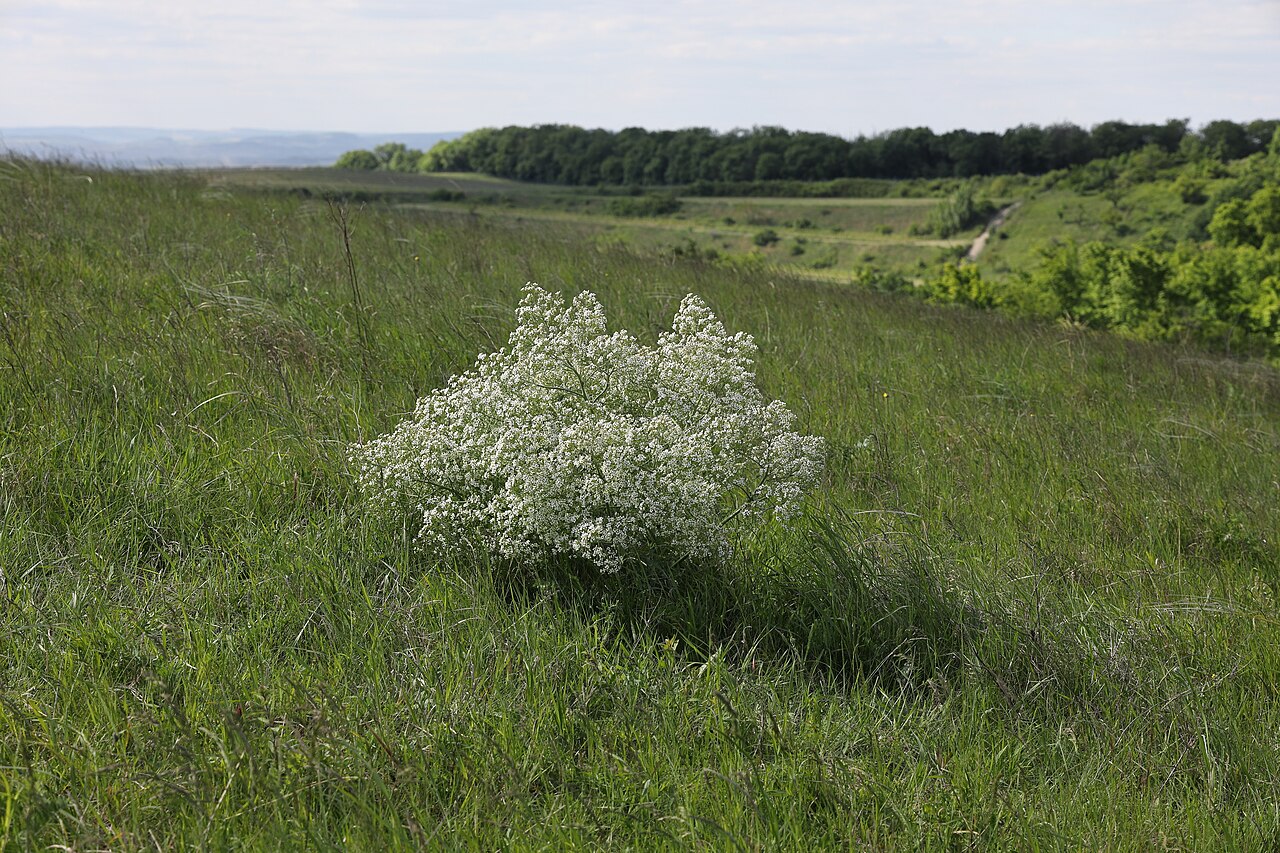Катран (Crambe tatarica) — внешний вид растения