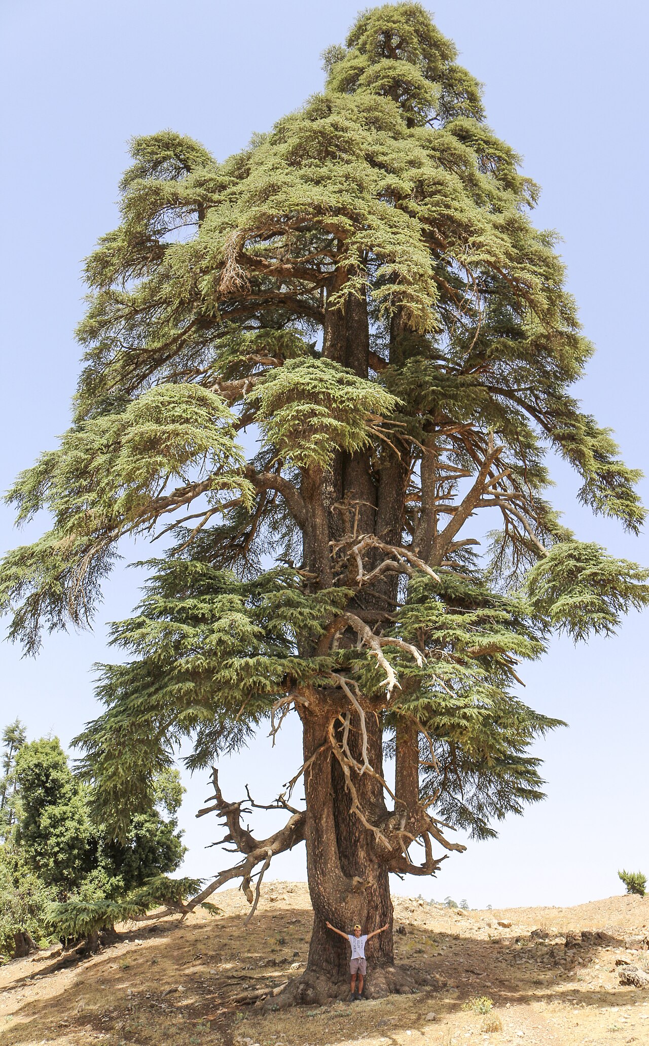 Кедр атласский (Cedrus atlantica) — внешний вид растения