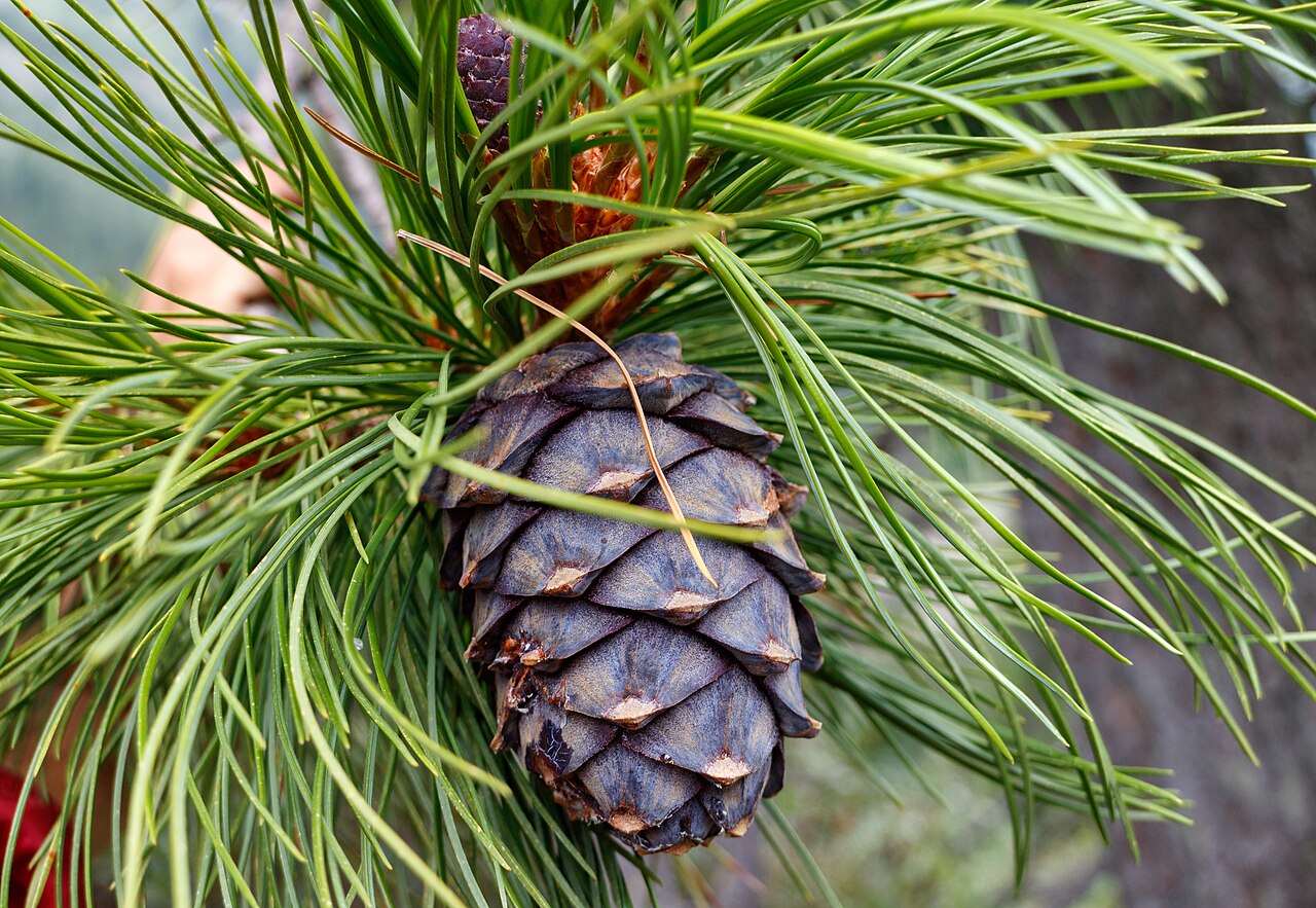 Кедр сибирский (Pinus sibirica) — внешний вид растения