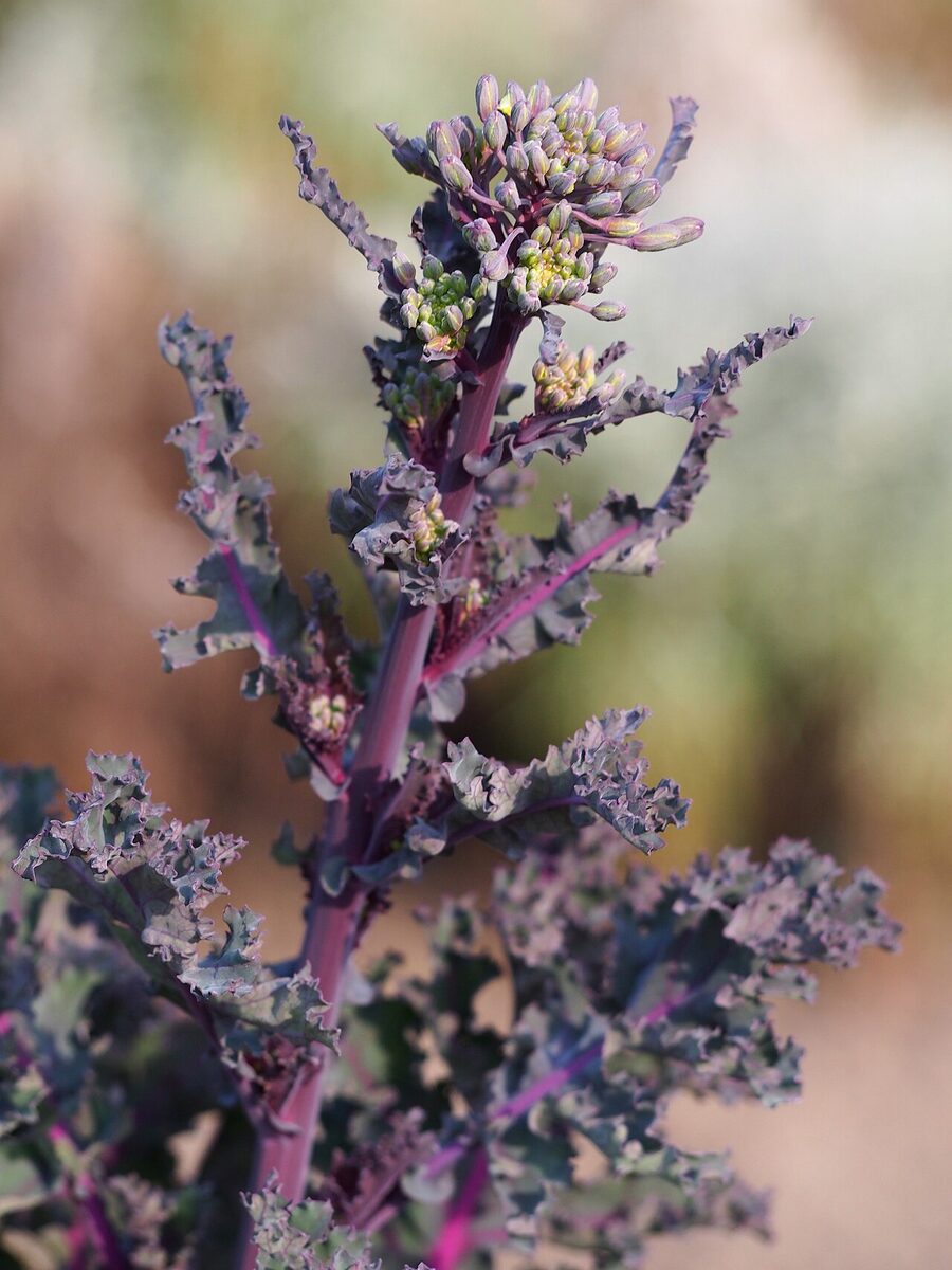 Кейл (Brassica oleracea var. sabellica) — внешний вид растения