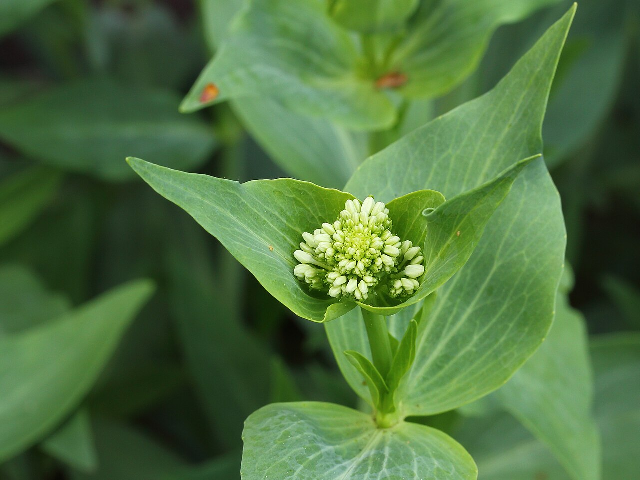 Центрантус (Centranthus ruber) — внешний вид растения