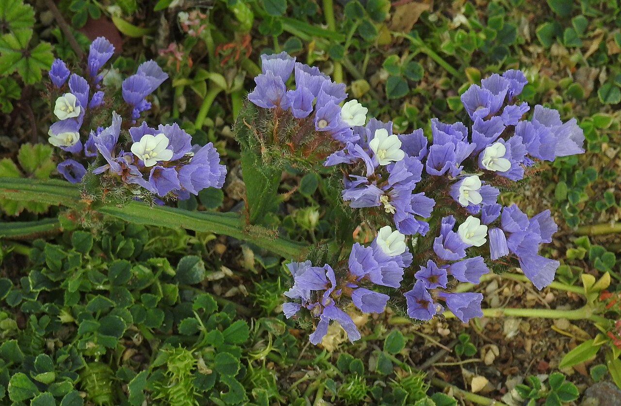 Кермек (Limonium sinuatum) — внешний вид растения