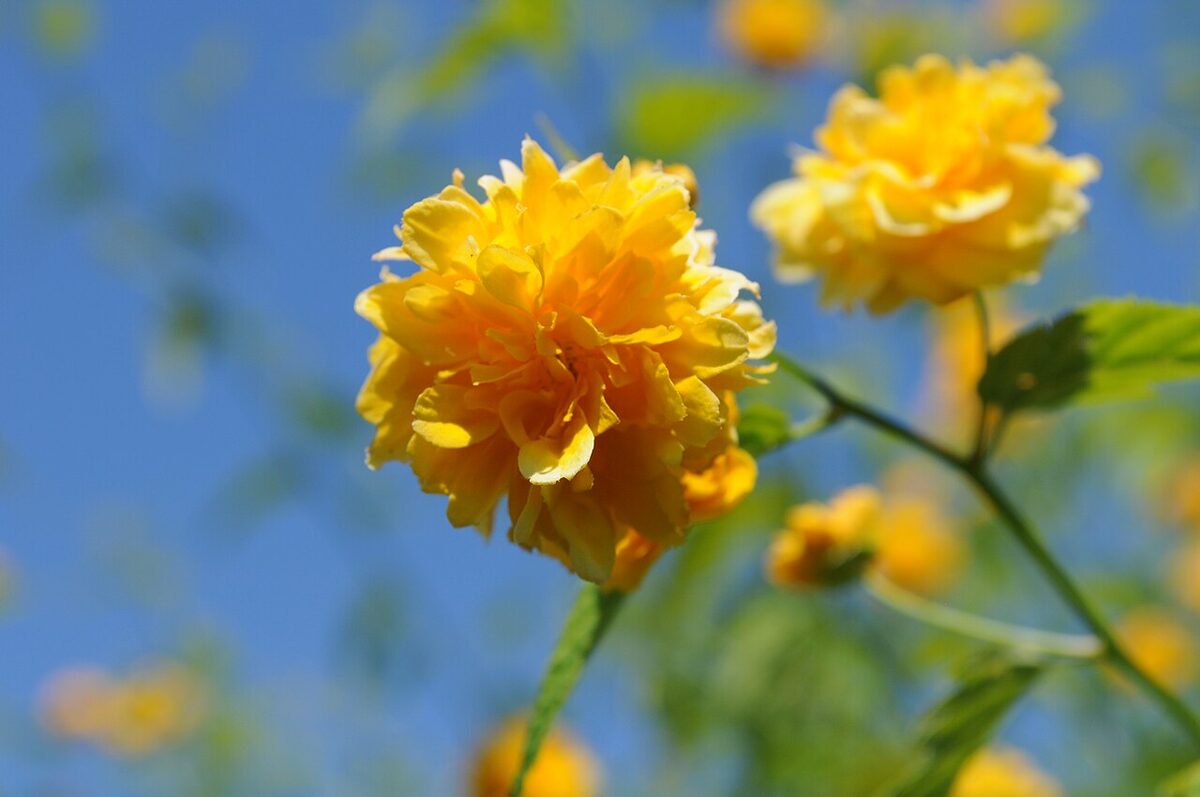 Керрия (Kerria japonica) — внешний вид растения