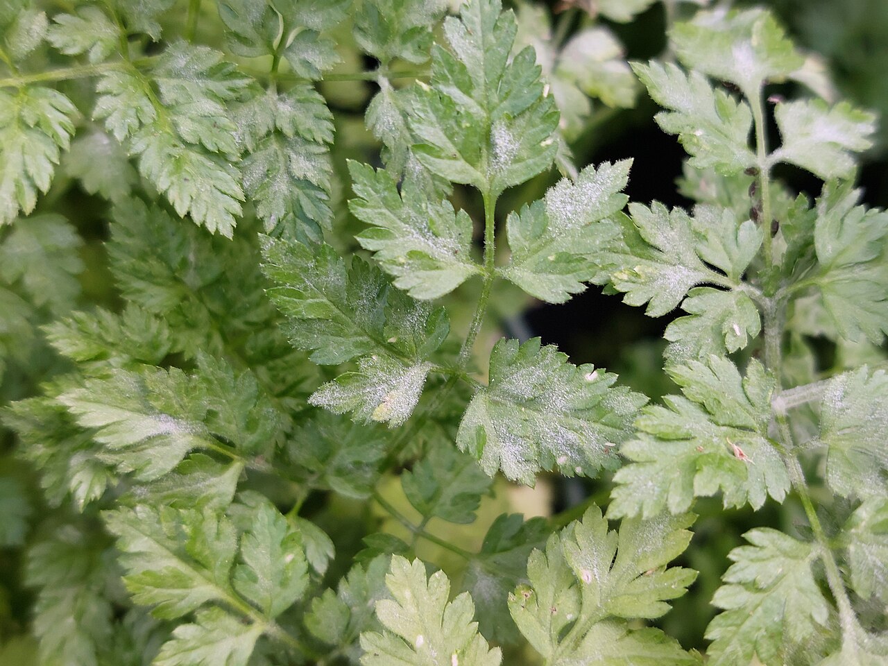 Кервель (Anthriscus cerefolium) — внешний вид растения