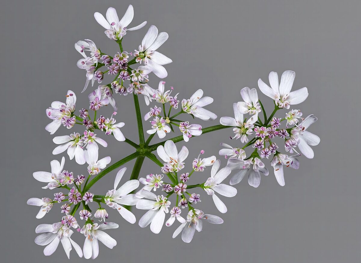 Кинза (Coriandrum sativum) — внешний вид растения