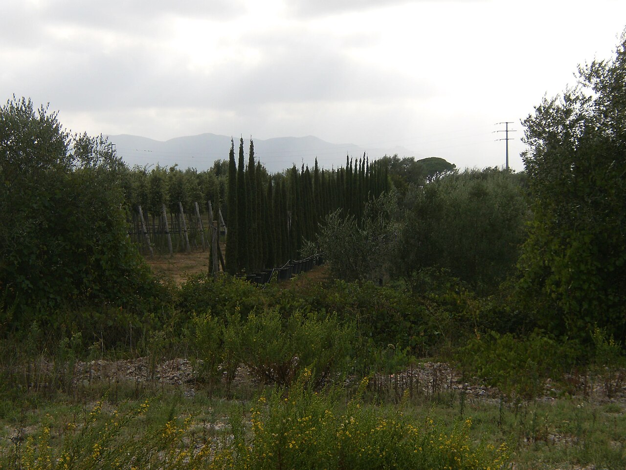 Кипарис (Cupressus sempervirens) — внешний вид растения