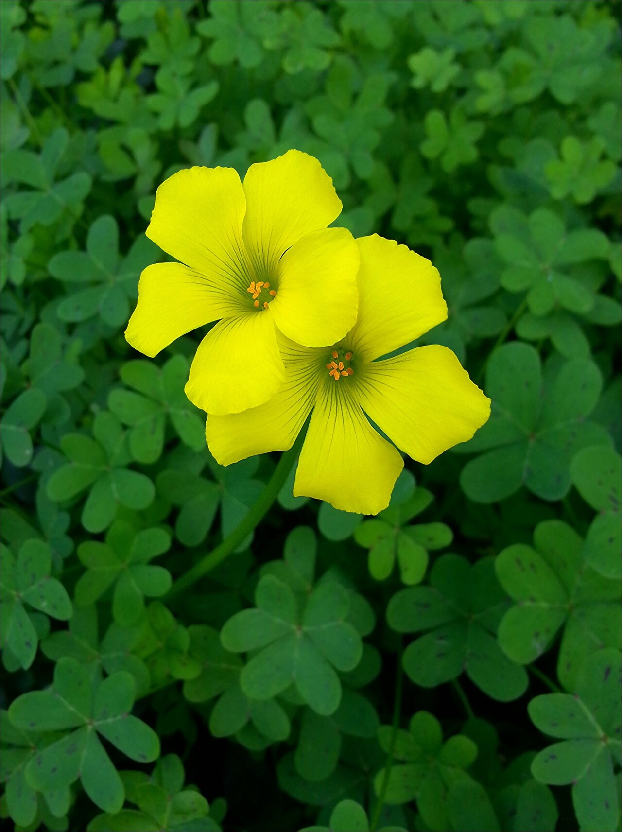 Кислица (Oxalis) — внешний вид растения