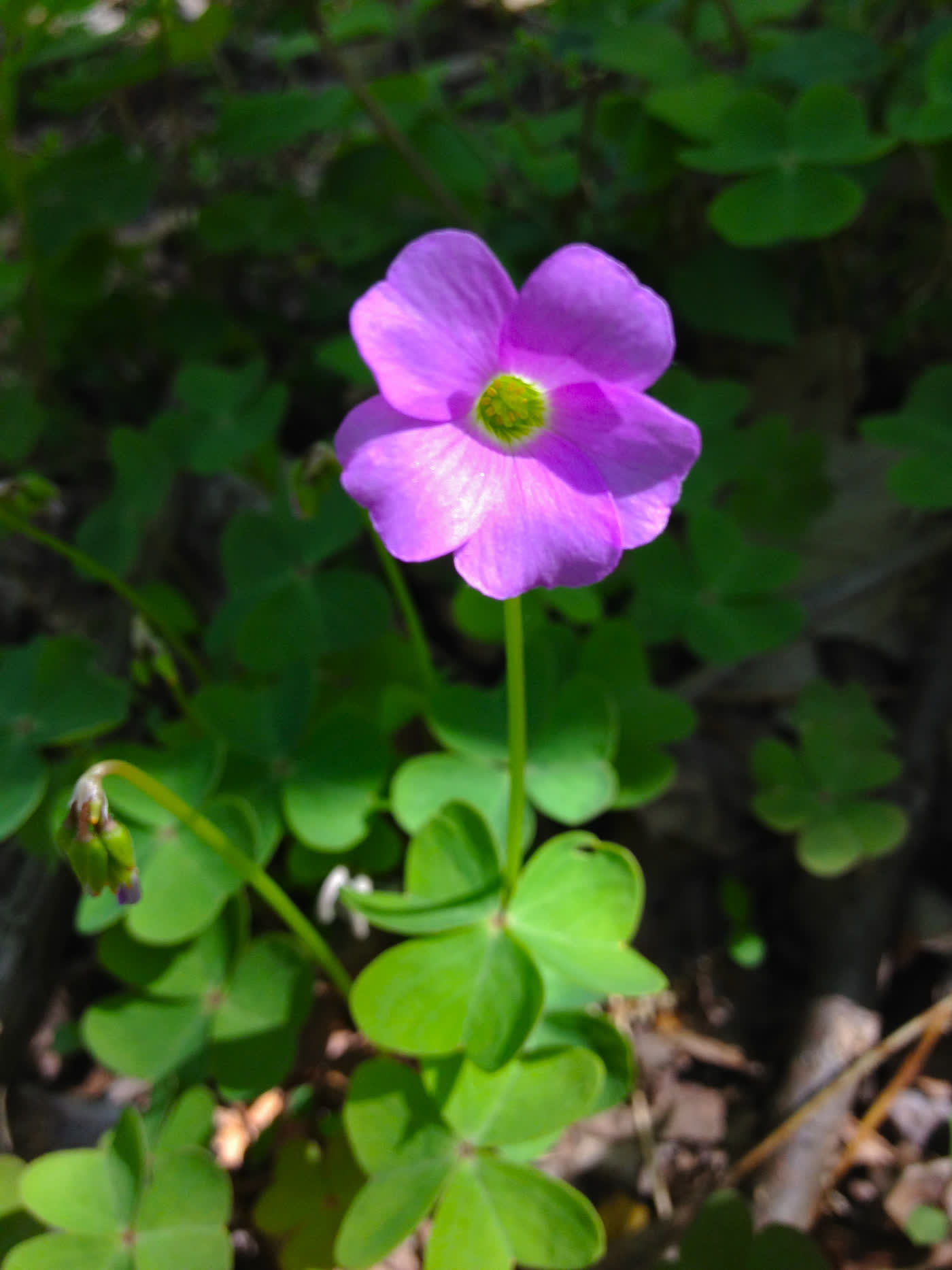 Кислица фиолетовая (Oxalis violacea) — трёхдольные клеверовидные листья и сиренево-розовые пятилепестковые цветки
