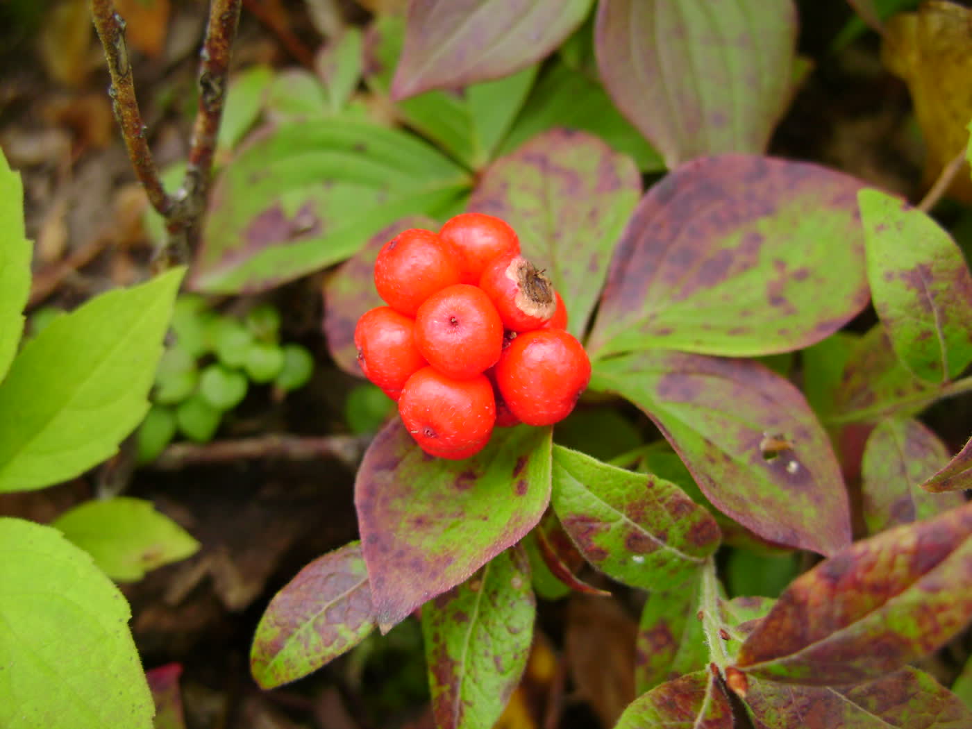 Кизил канадский (Cornus canadensis) — низкий лесной почвопокровник с белыми прицветниками и гроздью красных ягод