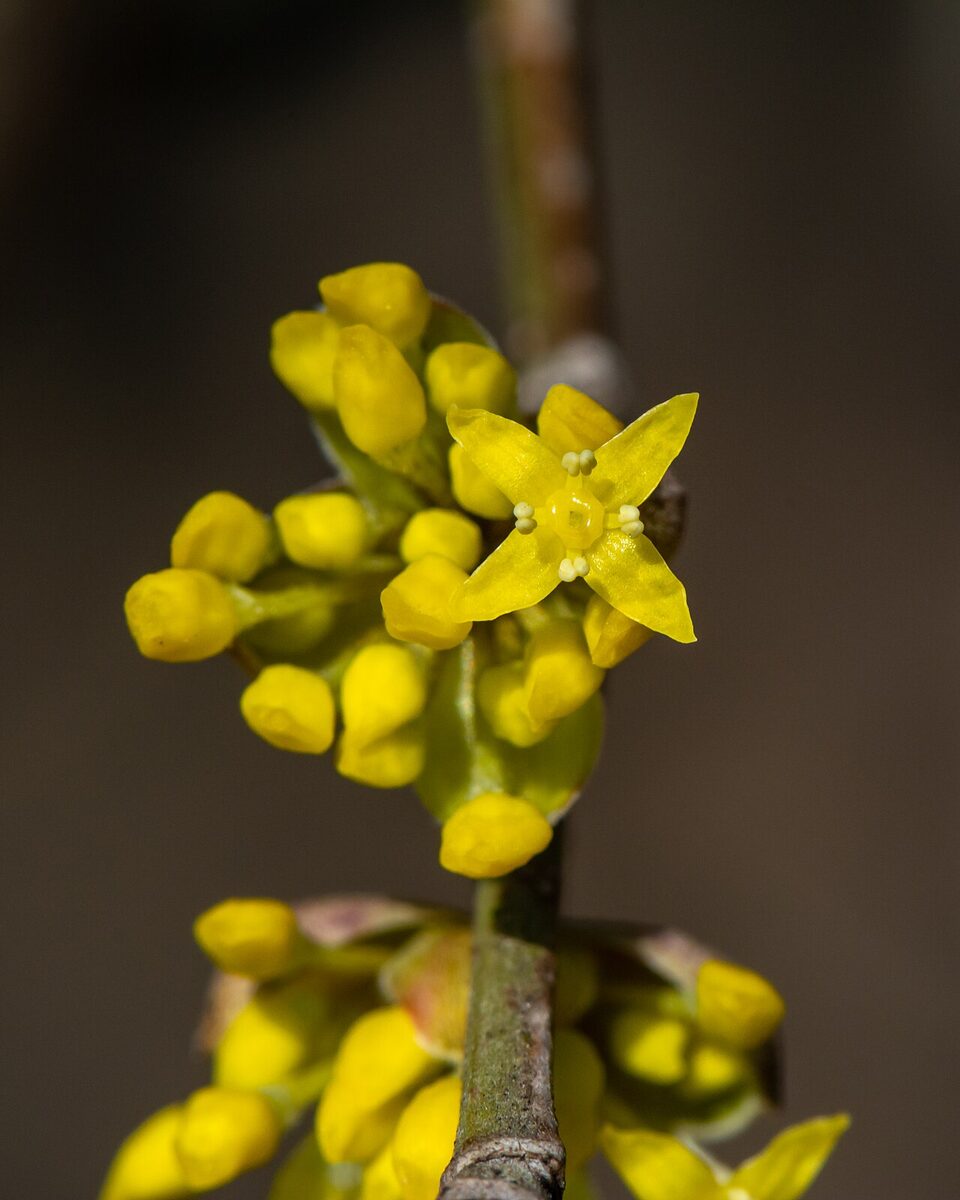 Кизил (Cornus mas) — внешний вид растения