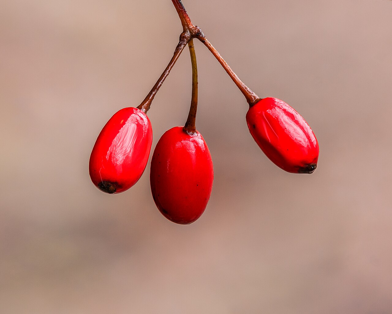Кизильник (Cotoneaster) — внешний вид растения