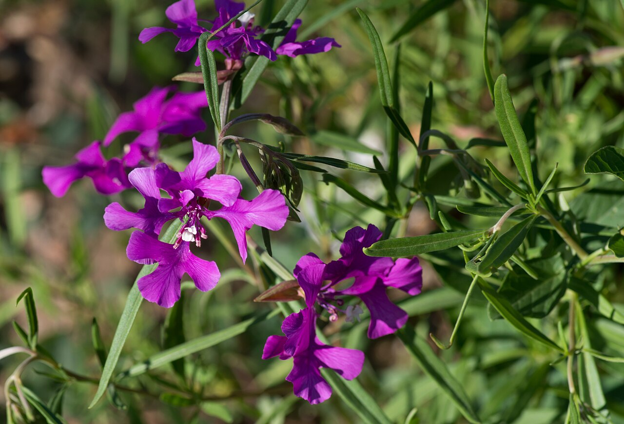 Кларкия (Clarkia) — внешний вид растения