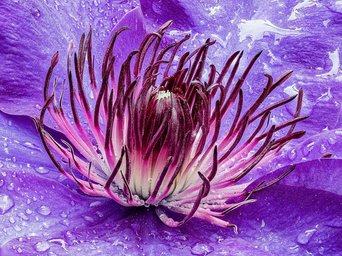 Клематис (Clematis) — внешний вид растения