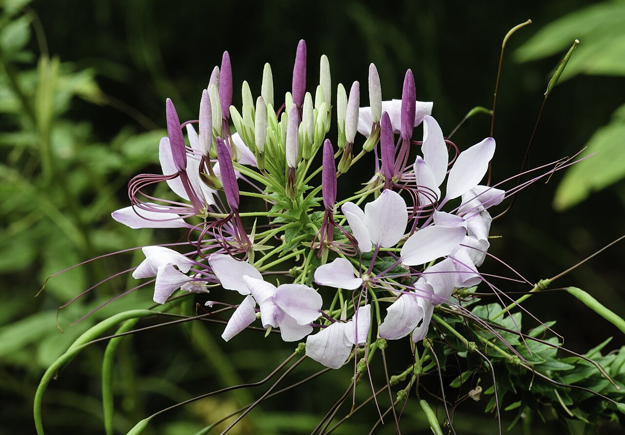 Клеома (Cleome) — внешний вид растения