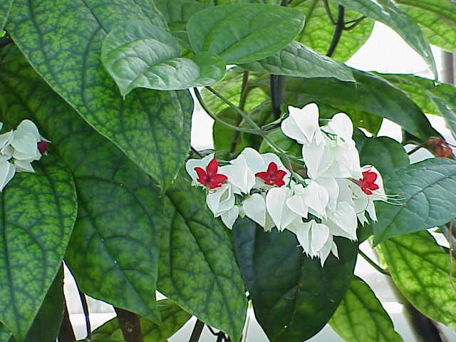 Клеродендрум (Clerodendrum thomsoniae) — внешний вид растения