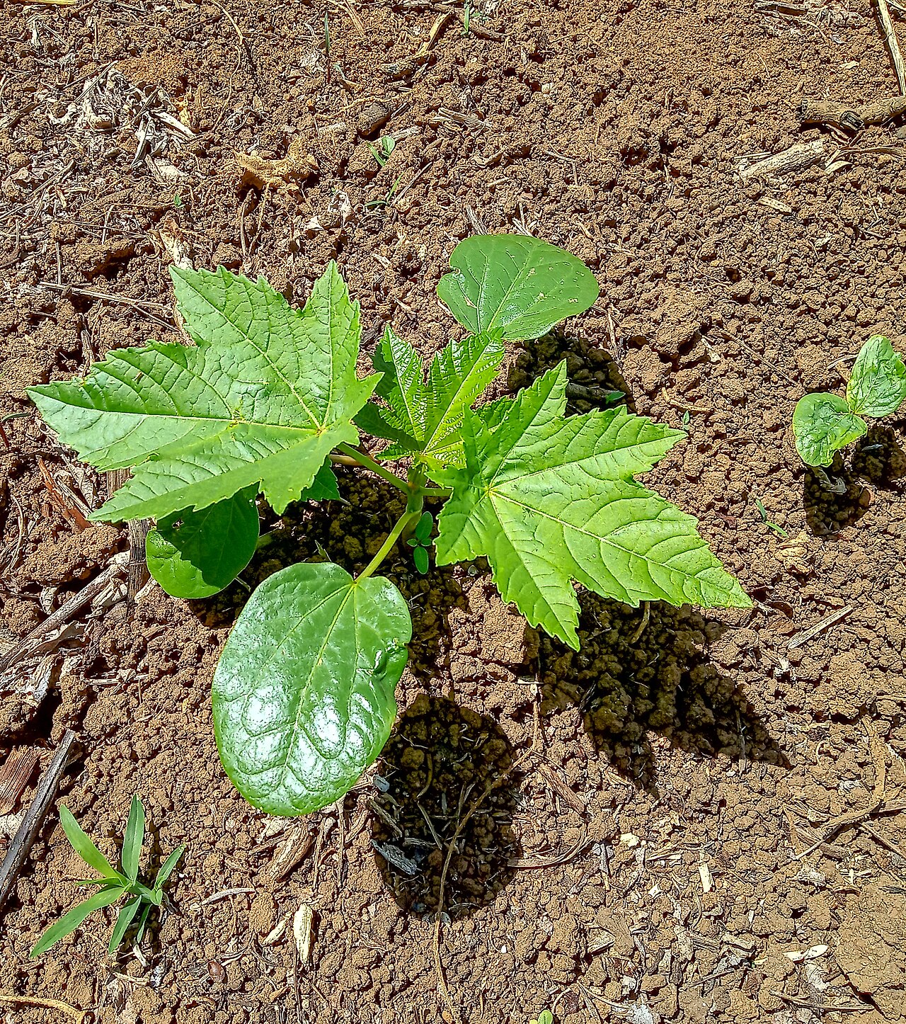 Клещевина (Ricinus communis) — внешний вид растения
