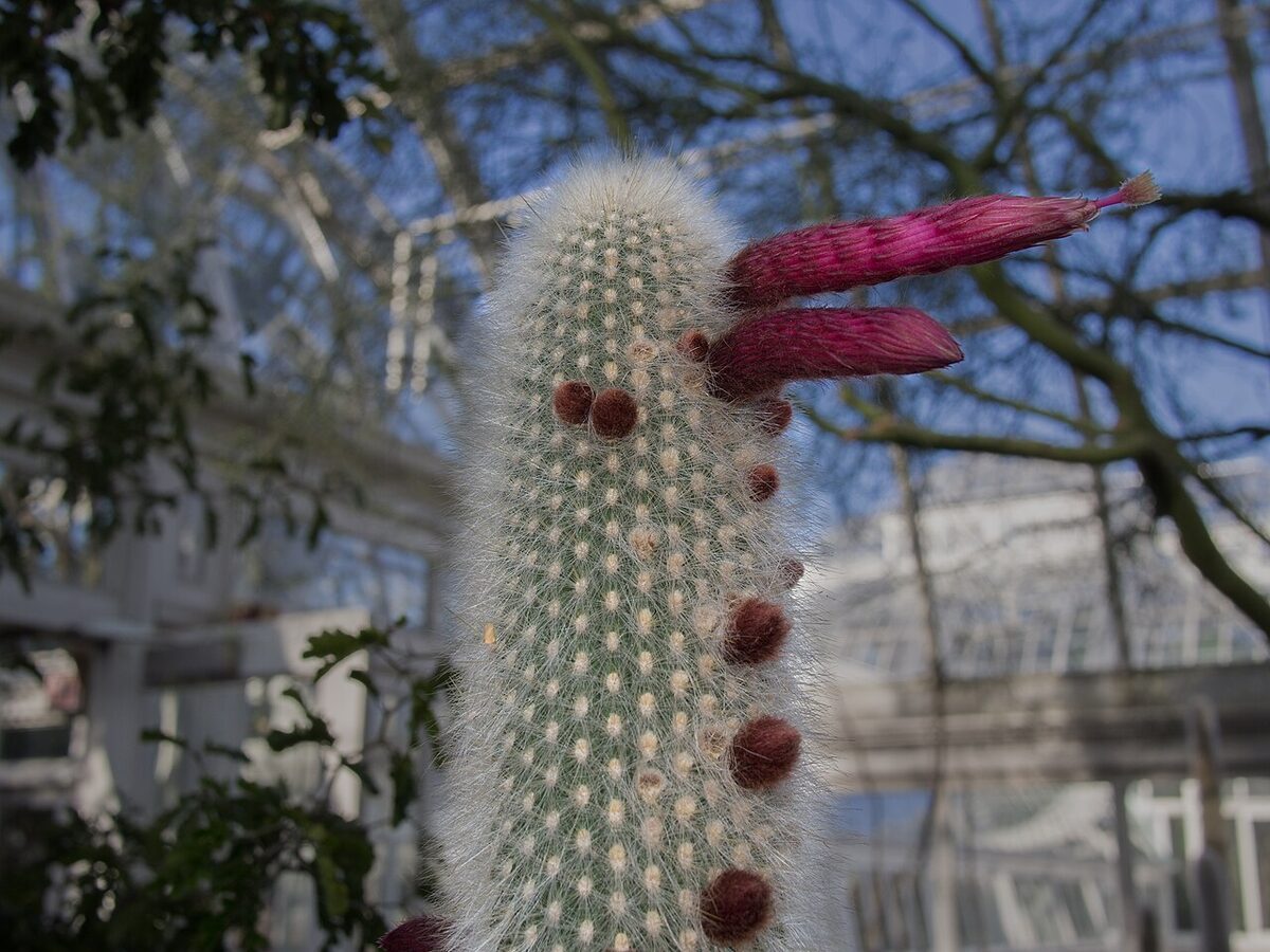 Клейстокактус (Cleistocactus, в т. ч. Cleistocactus strausii) — внешний вид растения