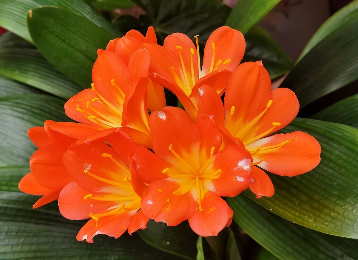 Кливия (Clivia miniata) — внешний вид растения