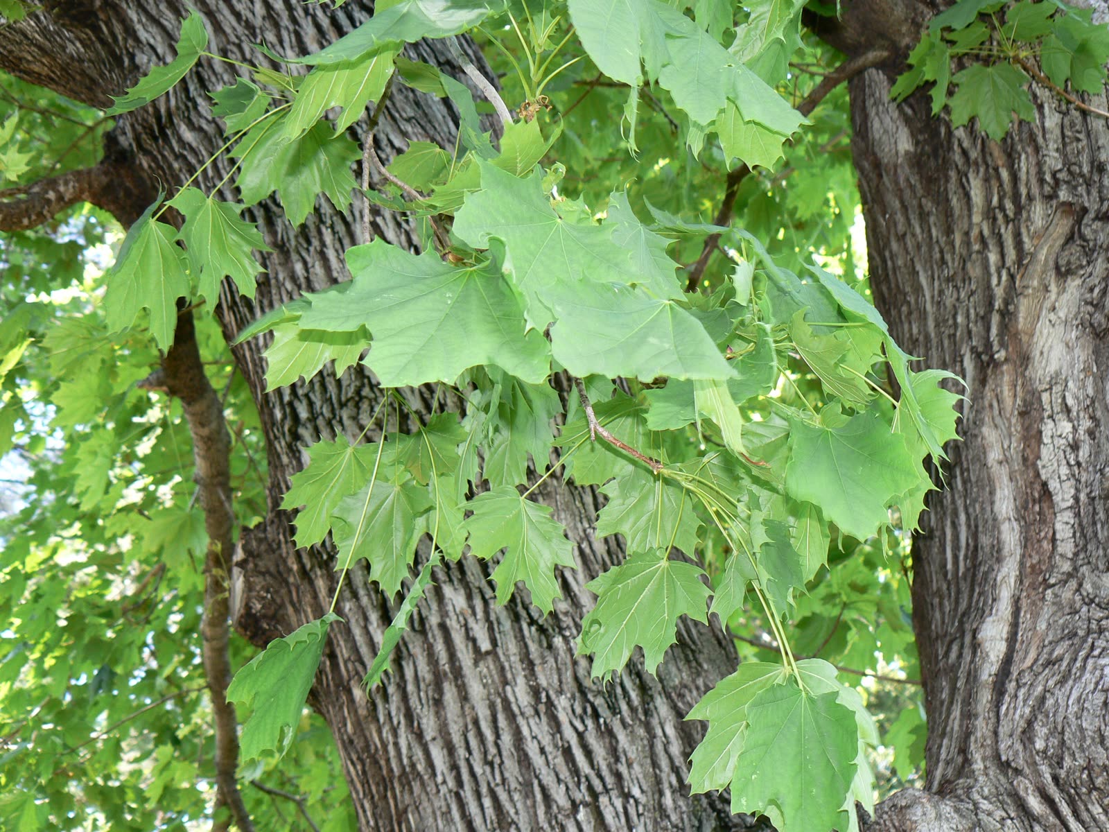 Клён остролистный (Acer platanoides) — кора и листва