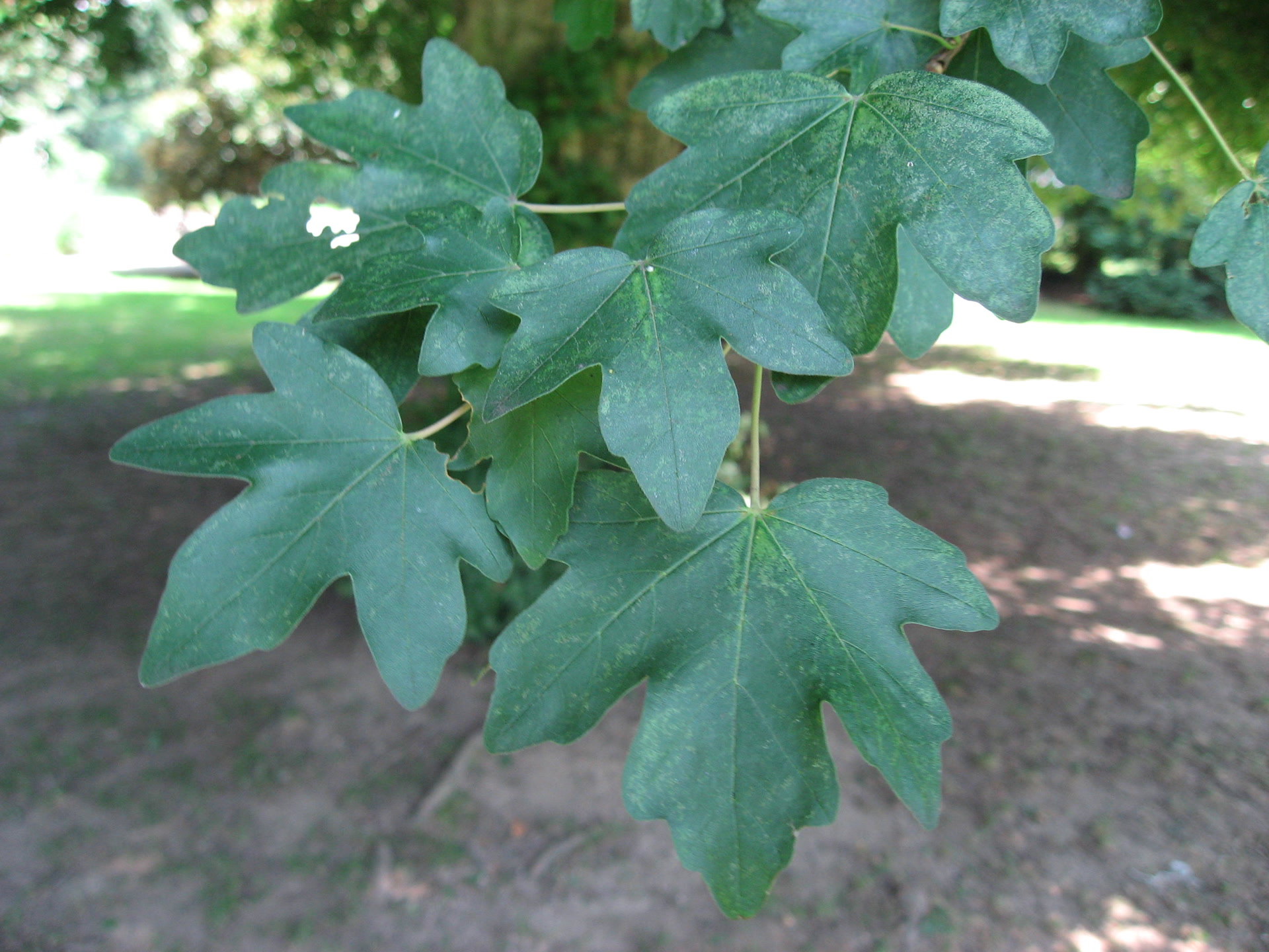 Клён полевой (Acer campestre) — резные пятилопастные листья и пробковая кора молодых веток