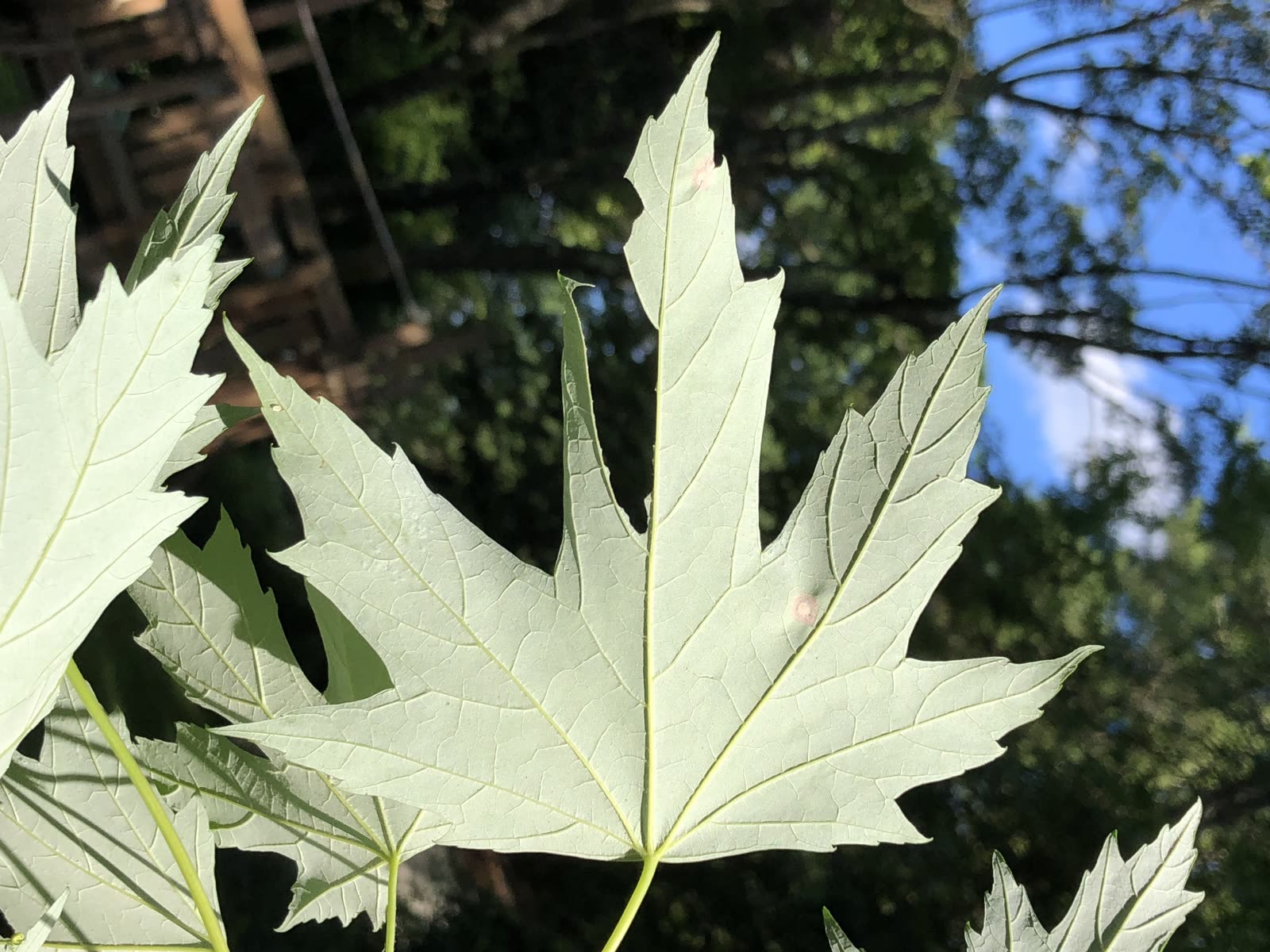 Клён серебристый (Acer saccharinum) — листва с серебристой изнанкой