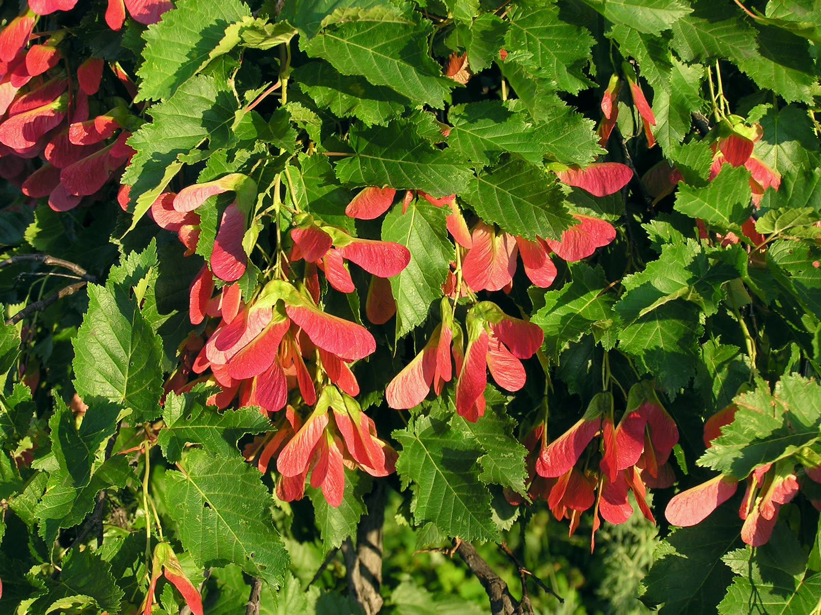 Клён татарский (Acer tataricum) — ветка с ярко-красными крылатками и листьями