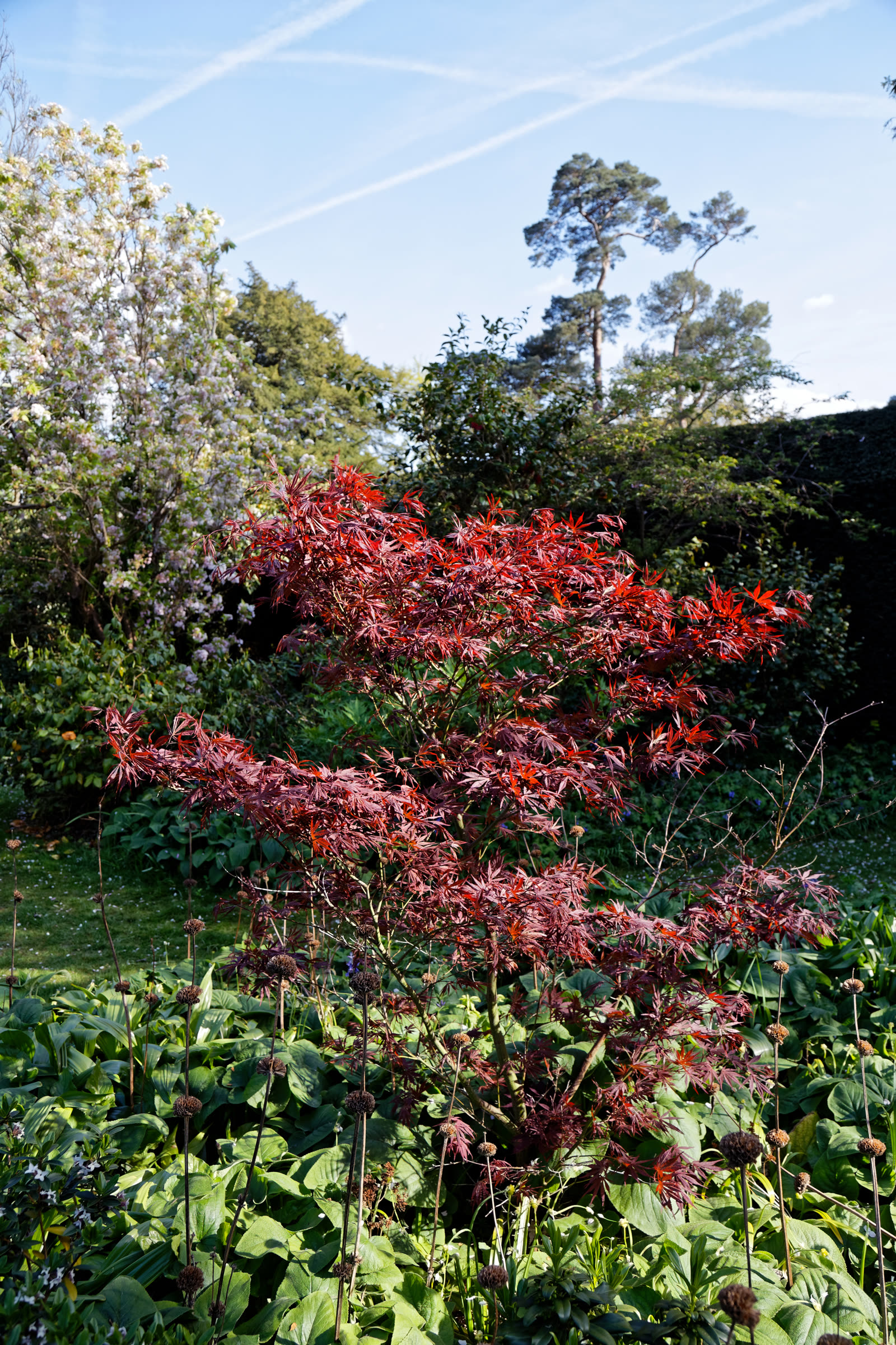 Клён японский (Acer palmatum) сорта 'Atropurpureum' с пурпурной листвой