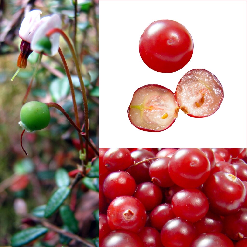 Клюква садовая (Vaccinium macrocarpon / oxycoccos) — внешний вид растения