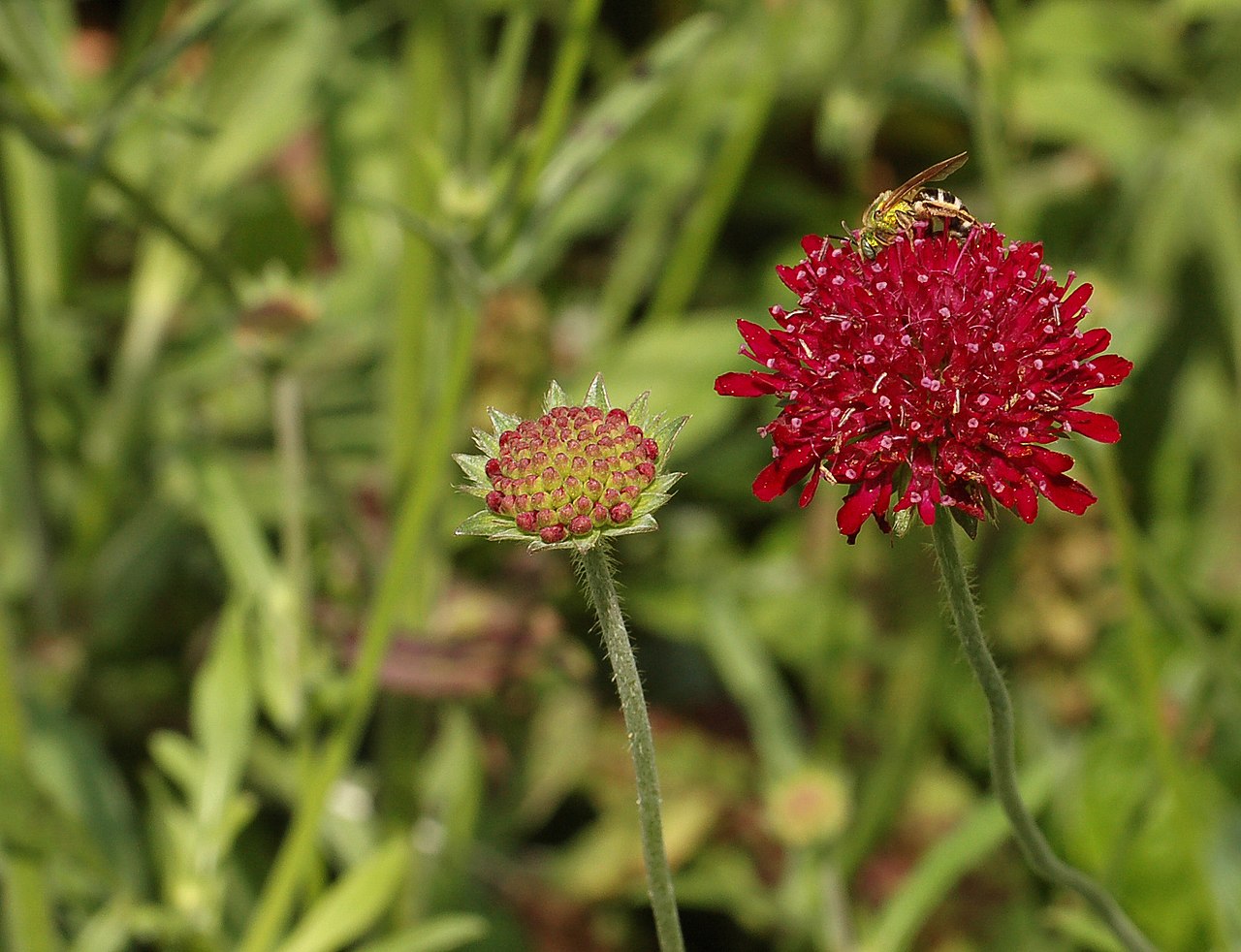 Кнаутия (Knautia macedonica) — внешний вид растения