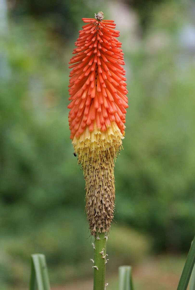 Книфофия (Kniphofia) — внешний вид растения