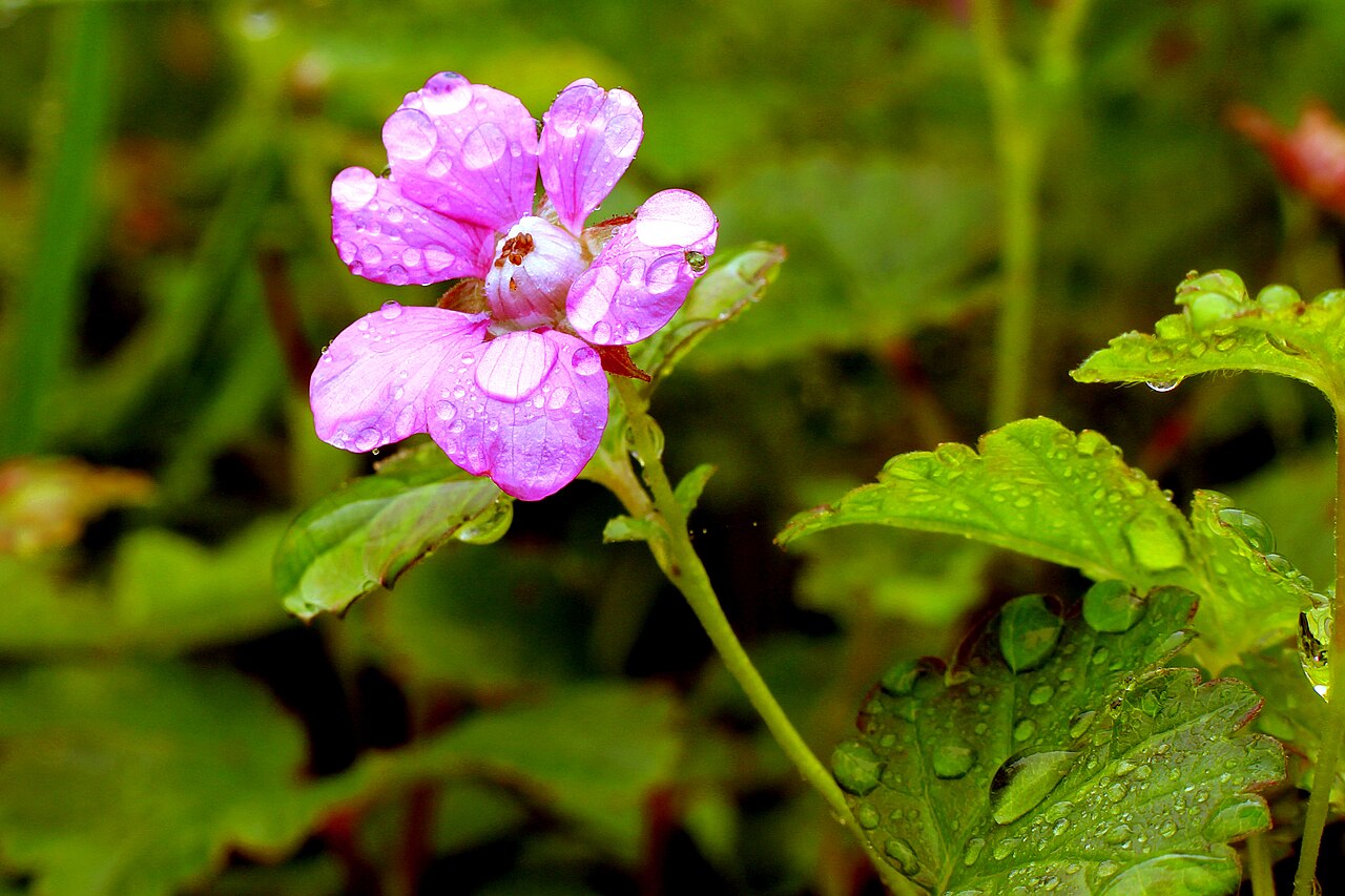 Княженика (Rubus arcticus) — внешний вид растения