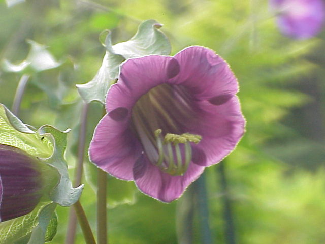 Кобея (Cobaea scandens) — внешний вид растения