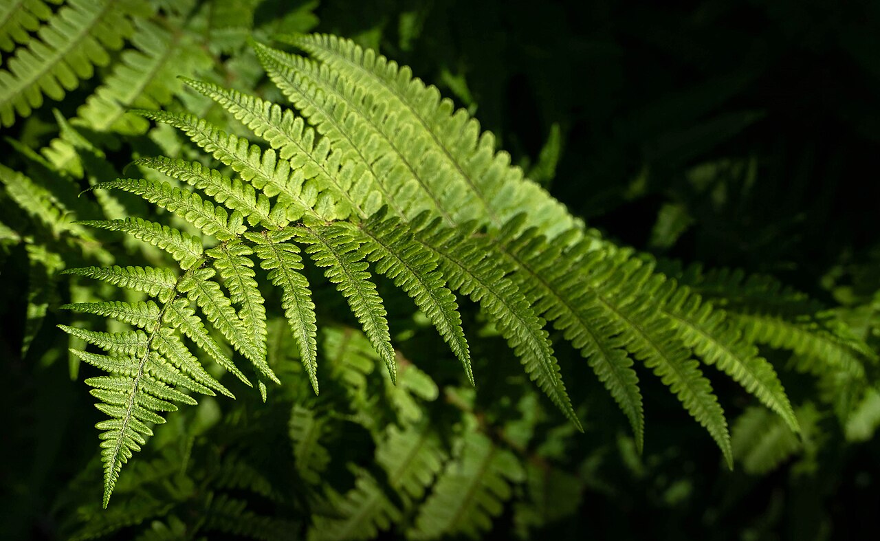 Кочедыжник (Athyrium filix-femina) — внешний вид растения