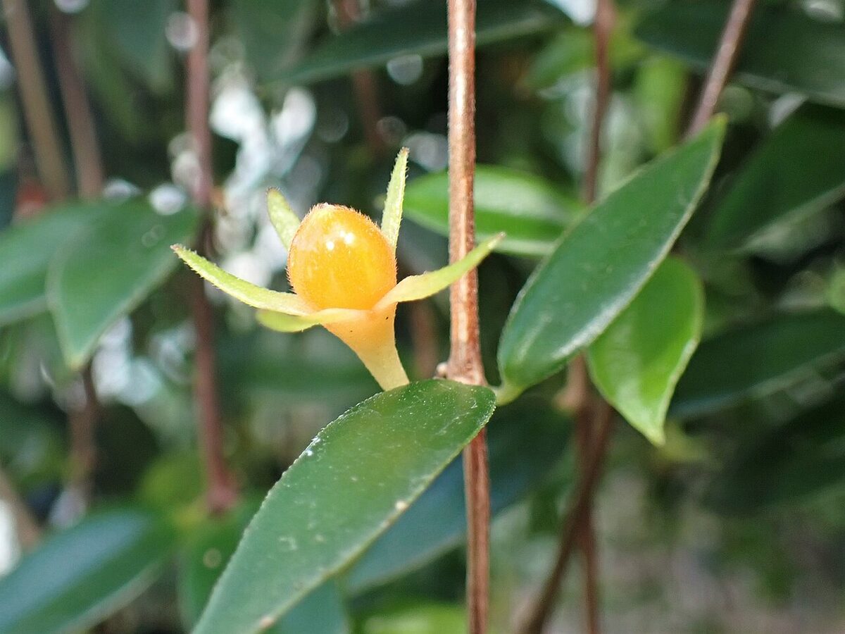 Кодонанта (Codonanthe) — внешний вид растения