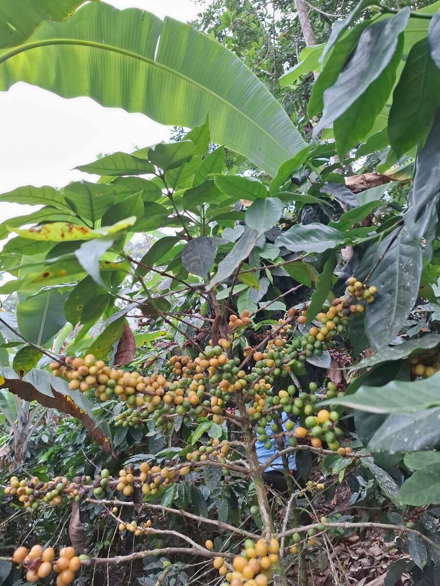 Кофе арабика (Coffea arabica) — внешний вид растения