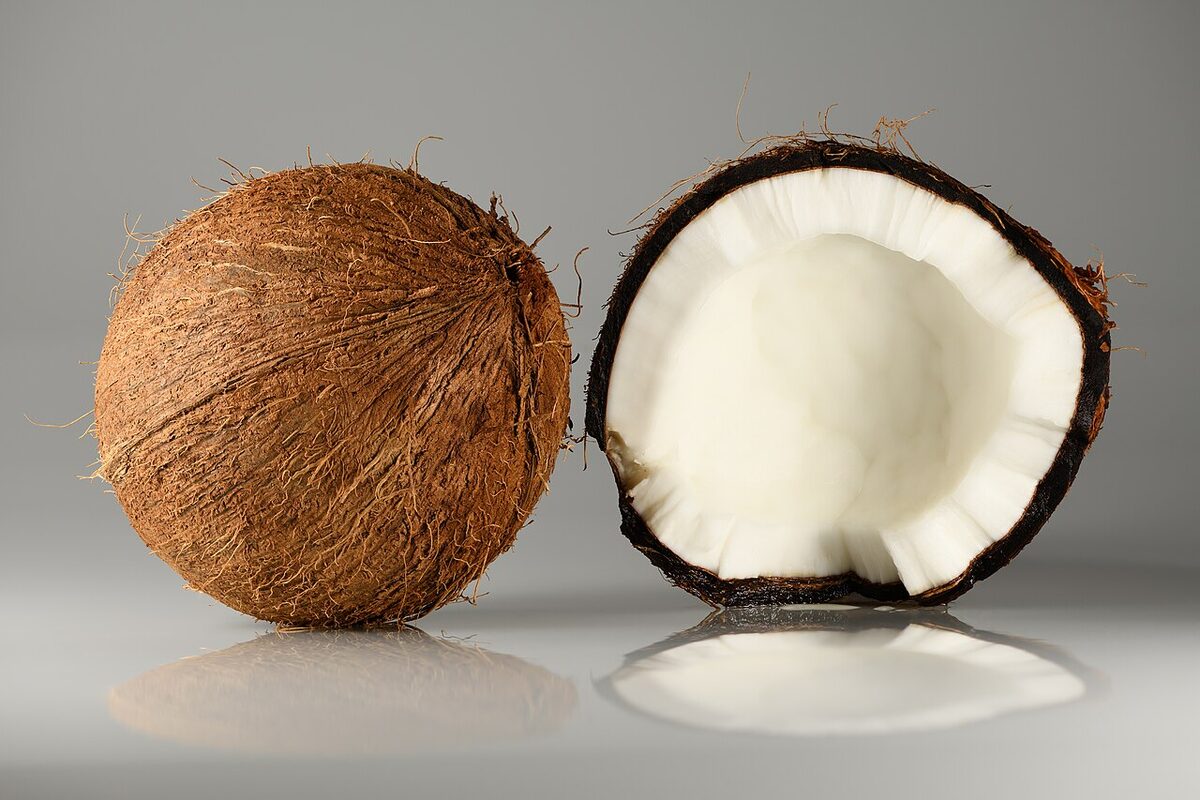 Кокосовая пальма (Cocos nucifera) — внешний вид растения