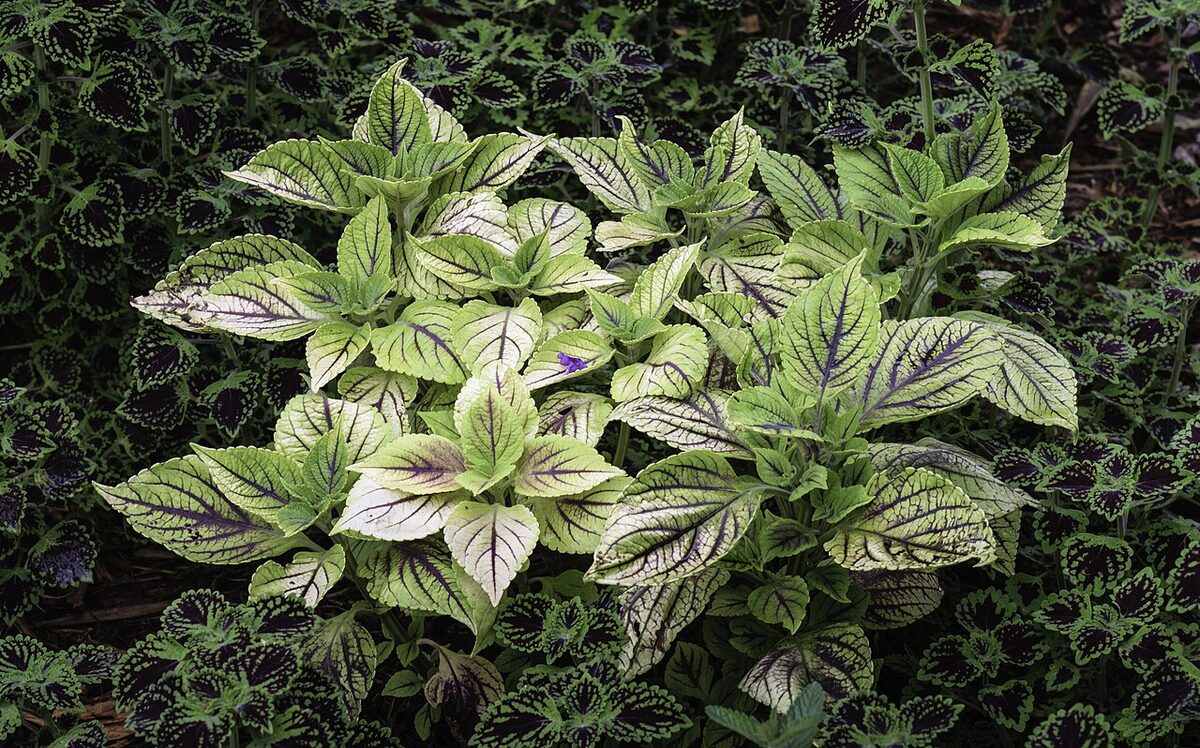 Колеус (крапивка) (Coleus) — внешний вид растения