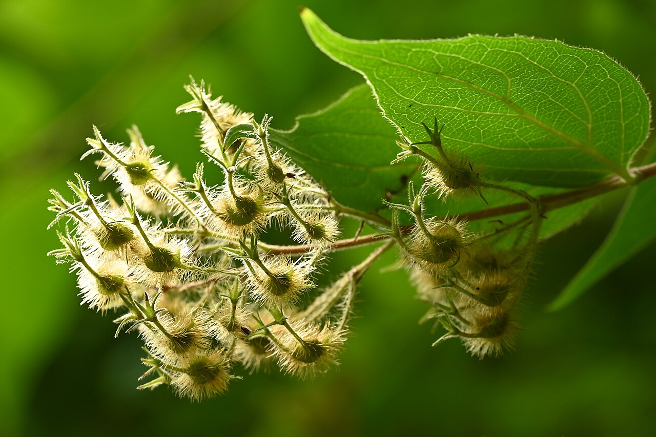 Колквиция (Kolkwitzia amabilis) — внешний вид растения
