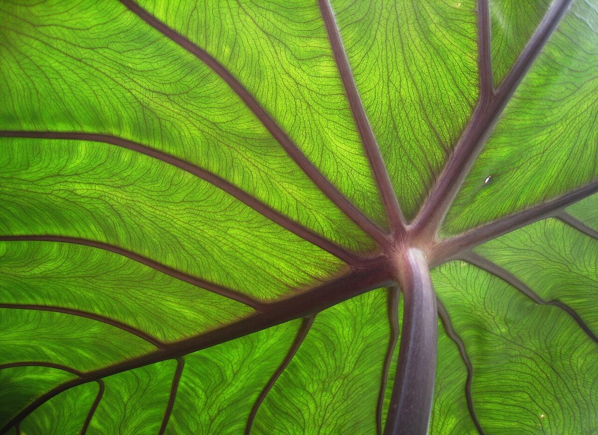 Колоказия (Colocasia esculenta) — внешний вид растения