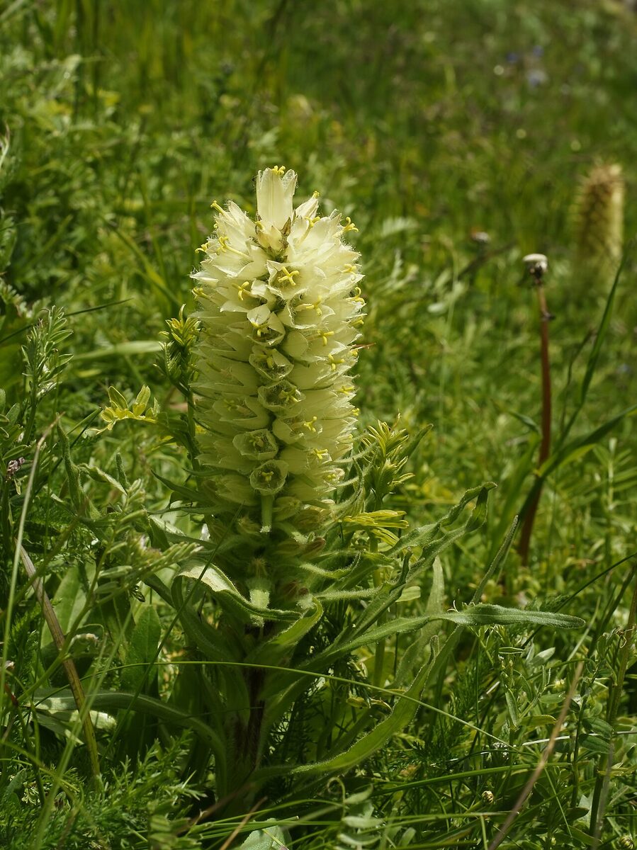 Колокольчик садовый (Campanula) — внешний вид растения